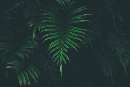 Zobacz obraz Palmowy liść, WID_018